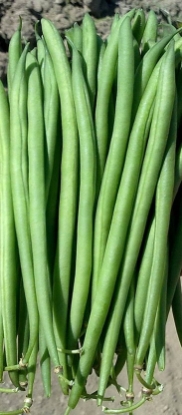 Picture of Dwarf French Bean - Faraday